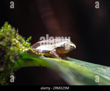 Mitchell’s Reed Frog (Hyperolius mitchelli) Stockfoto