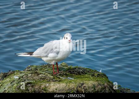 Schwarze Möwe, die auf einem Felsen im Meer thront Stockfoto