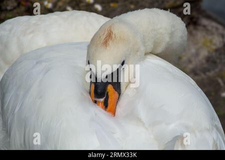 Nahporträt eines stummen Schwans cygnus olor mit Schnabel unter dem Flügel Stockfoto