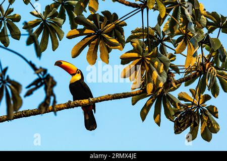 Toco Toucan, Ramphastos toco, auf dem Zweig einer Trompete oder Pumpwood Tree, Pantanal, Mato Grosso, Brasilien Stockfoto