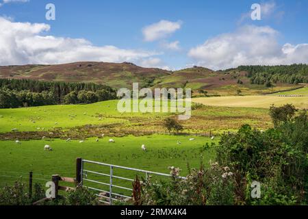 Bewirtschaftete Landschaft und Naturschutzgebiet Harbottle Hills im Northumberland National Park Stockfoto