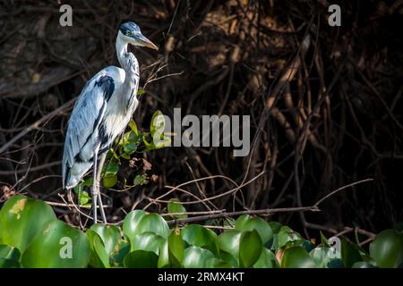 Cocoi Heron oder Weißhalsreiher, Ardea cocoi, Watengehen in einem Fluss im Pantanal, Mato Grosso, Brasilien Stockfoto