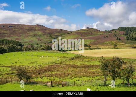 Bewirtschaftete Landschaft und Naturschutzgebiet Harbottle Hills im Northumberland National Park Stockfoto