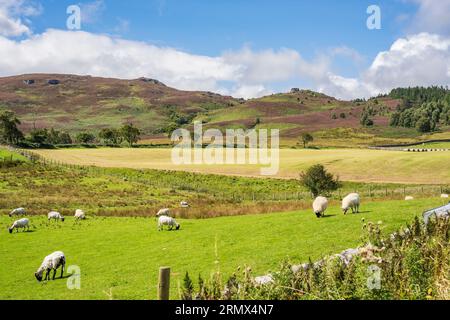 Bewirtschaftete Landschaft und Naturschutzgebiet Harbottle Hills im Northumberland National Park Stockfoto