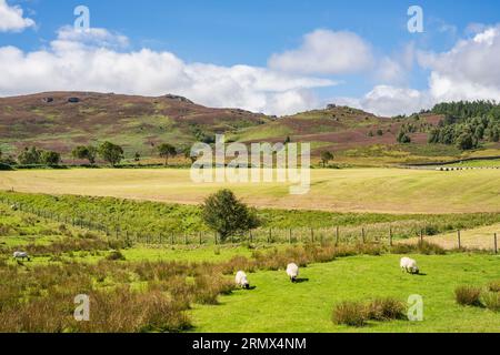 Bewirtschaftete Landschaft und Naturschutzgebiet Harbottle Hills im Northumberland National Park Stockfoto