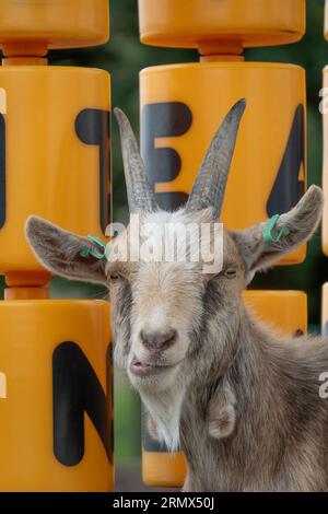 Porträt der Schweinziege Stockfoto