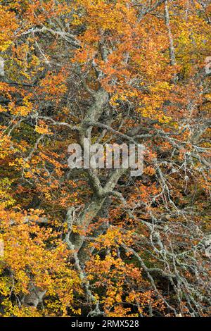 Anagach Wood bei Grantown on Spey, Cairngorms, Schottland, Großbritannien Stockfoto