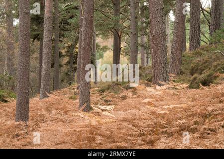 Anagach Wood bei Grantown on Spey, Cairngorms, Schottland, Großbritannien Stockfoto