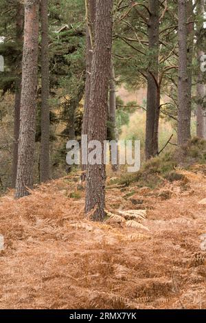 Anagach Wood bei Grantown on Spey, Cairngorms, Schottland, Großbritannien Stockfoto