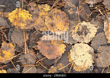 Anagach Wood bei Grantown on Spey, Cairngorms, Schottland, Großbritannien Stockfoto