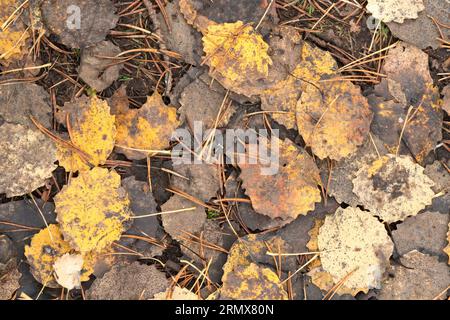 Anagach Wood bei Grantown on Spey, Cairngorms, Schottland, Großbritannien Stockfoto