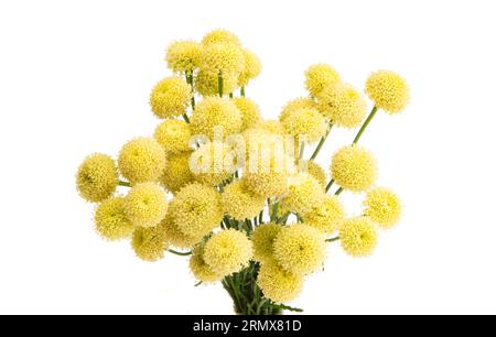 Schöne Craspedia Blumen auf weißem Hintergrund Stockfoto