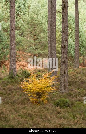 Anagach Wood bei Grantown on Spey, Cairngorms, Schottland, Großbritannien Stockfoto