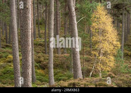 Anagach Wood bei Grantown on Spey, Cairngorms, Schottland, Großbritannien Stockfoto