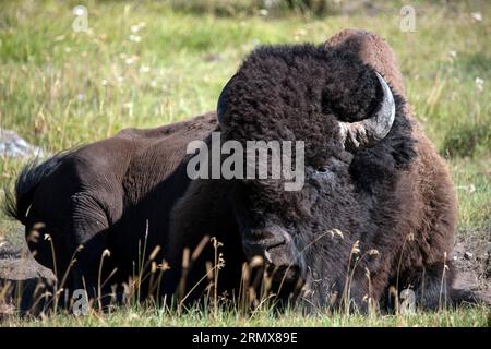 Amerikanischer Bison alias männlicher Stier, der auf einer grasbewachsenen Wiese liegt Stockfoto