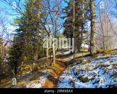 Pfad, der im Winter an einem Buchen-, Lärchen- und Fichtenwald vorbei führt und Teile des Waldbodens in Slowenien schneebedeckt Stockfoto