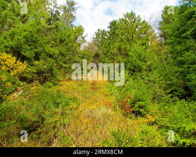 Bunte Waldlichtung bedeckt mit trockenem Gras und Baumkiefern, Fichten und Buchenbäumen in Slowenien Stockfoto