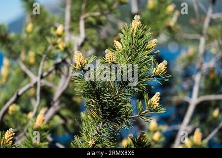 Blütennahaufnahme von Pinus mugo, Zweige einer Zwergkiefer. Männlicher Pollen, der strobili produziert. Koniferenzapfen. Stockfoto