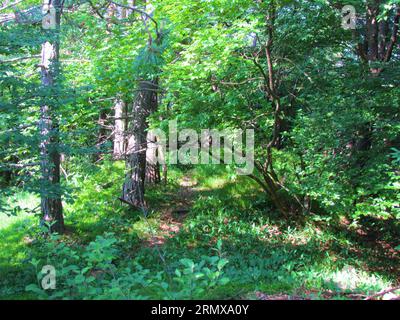 Kiefern- (Pinus sylvestris) und Buchenwald (Fagus sylvatica) mit Gras, das auf dem Waldboden wächst, und Sonnenstrahlen, die durch das Baldachin (Slowenien) und strahlen Stockfoto