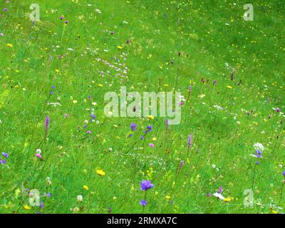 Nahaufnahme einer farbenfrohen blühenden Wiese voller blauer, rosa, gelber und weißer Blumen einschließlich Glockenblumen (Campanula), brauner Knapflocken (Centaurea jace Stockfoto