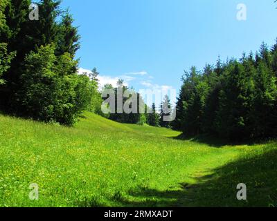 Tal umgeben von einem Wald mit üppiger Sommergrünland-Vegetation, die an einem sonnigen Tag in mit gelben Wiesenblumen (Ranunculus acris) blüht Stockfoto