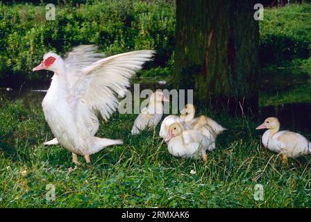 Wasservögel. Moschusente mit Enten. (Cairina moschata domestica). Stockfoto