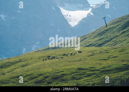 Idyllische Landschaft in den Bergen mit Kühen, die auf frischen grünen Wiesen zwischen blühenden Blumen, typischen Bauernhäusern und schneebedeckten Berggipfeln grasen Stockfoto