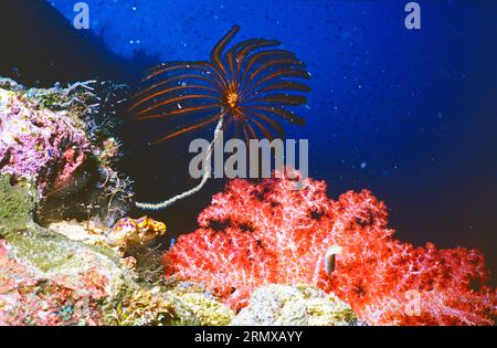 Crinoid & Red Gorgonian Coral (Alcyonacea). Nahaufnahme unter Wasser. Papua-Neuguinea. Stockfoto