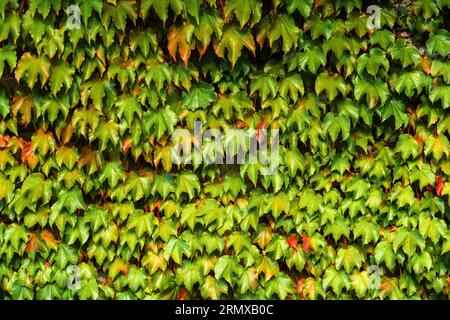 Bostoner Efeu oder Parthenocissus tricuspidata-Pflanze an der Wand. Japanischer Kriechgang oder japanische Efeu-Kletterpflanze Stockfoto