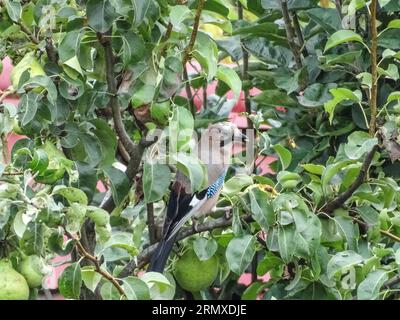 Eurasischer jay-Vogel (Garrulus glandarius) auf einem Baumzweig Stockfoto