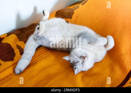 Wunderschöne silberne britische Kurzhaarkatze schläft in einer lustigen Position auf einer Bettdecke. Stockfoto