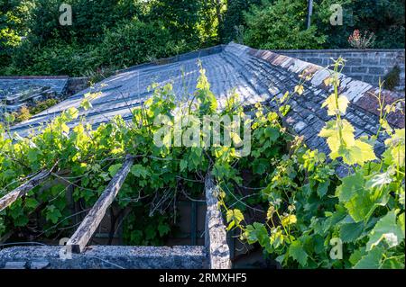 Vines cimb unbändig über der Pergola bis zum Dach des aus dem 18. Jahrhundert stammenden Blumenlofts in der Nähe von Penzance in Cornwall, Großbritannien Stockfoto