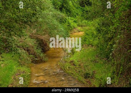 Umgebung des Flusses Tenes, der im Frühjahr durch Santa Eulàlia de Roncana führt (Vallès Oriental, Barcelona, Katalonien, Spanien) Stockfoto