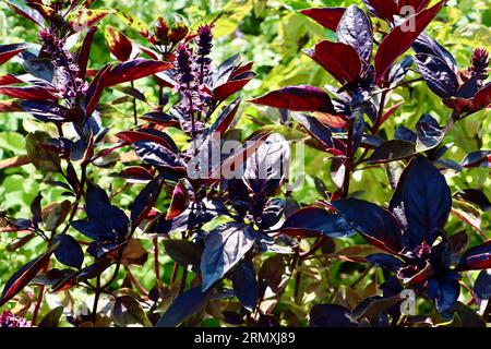 Sweet Basil Prospera Red, Ocimum basilicum, im Cleveland Botanical Garden, Cleveland, Ohio Stockfoto