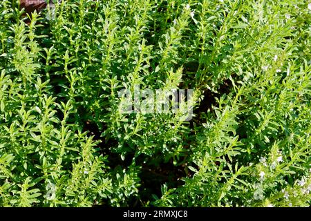 Verbesserter Sommer Bohnenkraut, Satureja hortensis „Aromata“ im Cleveland Botanical Garden, Cleveland, Ohio Stockfoto