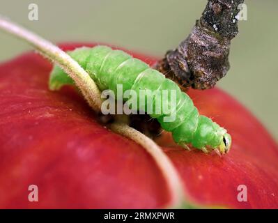 Nahaufnahme der grünen raupe der Silver Y Motte, Autographa gamma auf rotem Apfel Stockfoto