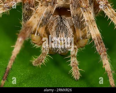 Super-Makro-Nahaufnahme der europäischen Gartenspinne (Araneus diadematus) Stockfoto