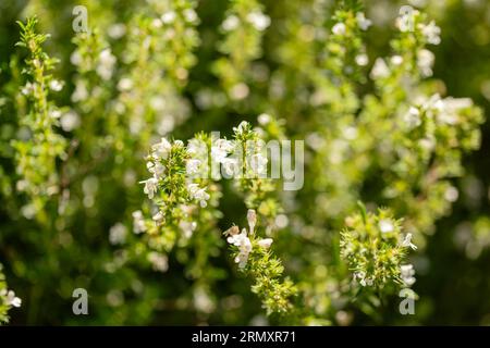 White Blooming Oregano In Unserem Kräutergarten Stockfoto