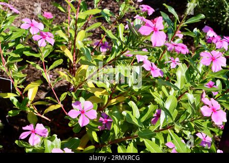 Madagaskar periwinkle, Catharanthus roseus, im Cleveland Botanical Garden, Cleveland, Ohio Stockfoto