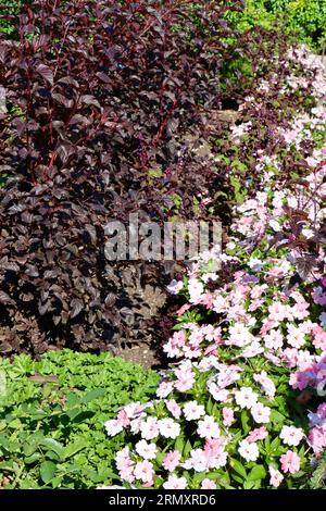 Blumenausstellung im Cleveland Botanical Garden, Cleveland, Ohio Stockfoto