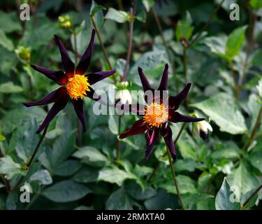 Nahaufnahme einer violett-schwarzen Einzelblume mit gelber Zentralscheibe von zartem tuberösen, mehrjährigen, langblütigen Obsidian-Vernons-Obsession der Dahlia Verrone. Stockfoto