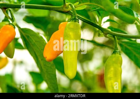 Der Geisterpfeffer Bhut Jolokoa mit Reifen und unreifen Früchten Stockfoto