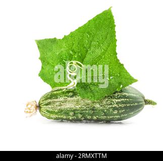 Gurke und Blatt mit Spiralranke isoliert auf weißem Hintergrund Stockfoto