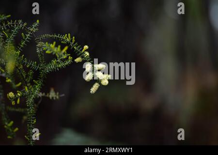 Einheimische australische Pflanzen mit gelben Blüten im Frühjahr Stockfoto