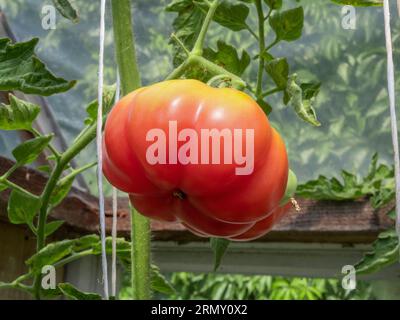 Bullenherz-Tomaten, die auf einer Twig in einem Hinterhof-Gewächshaus wachsen. Ökologischer Gemüseanbau. Garten Im Hinterhof. Natürliches Tageslicht. Sommer i Stockfoto