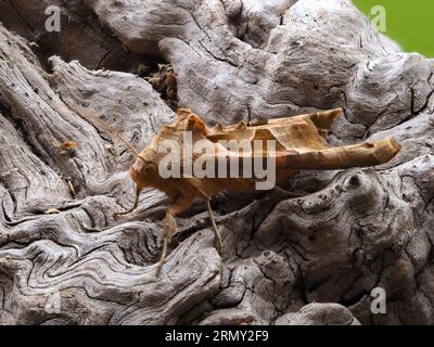 Der Winkel schirmt Motten, Phlogophora meticulosa, auf einem verrottenden Baumstumpf. Stockfoto