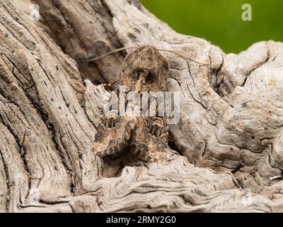 Luperina testacea, die gefüllte rustikale Motte, die auf einem verfaulenden Baumstumpf ruht. Stockfoto
