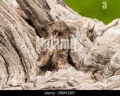 Luperina testacea, die gefüllte rustikale Motte, die auf einem verfaulenden Baumstumpf ruht. Stockfoto