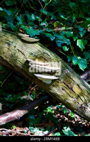 Pilze – Rötungsbügel (Daedaleopsis confragosa) Stockfoto