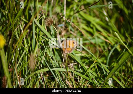 Gatekeeper Schmetterling Pyromania tithonus. Stockfoto